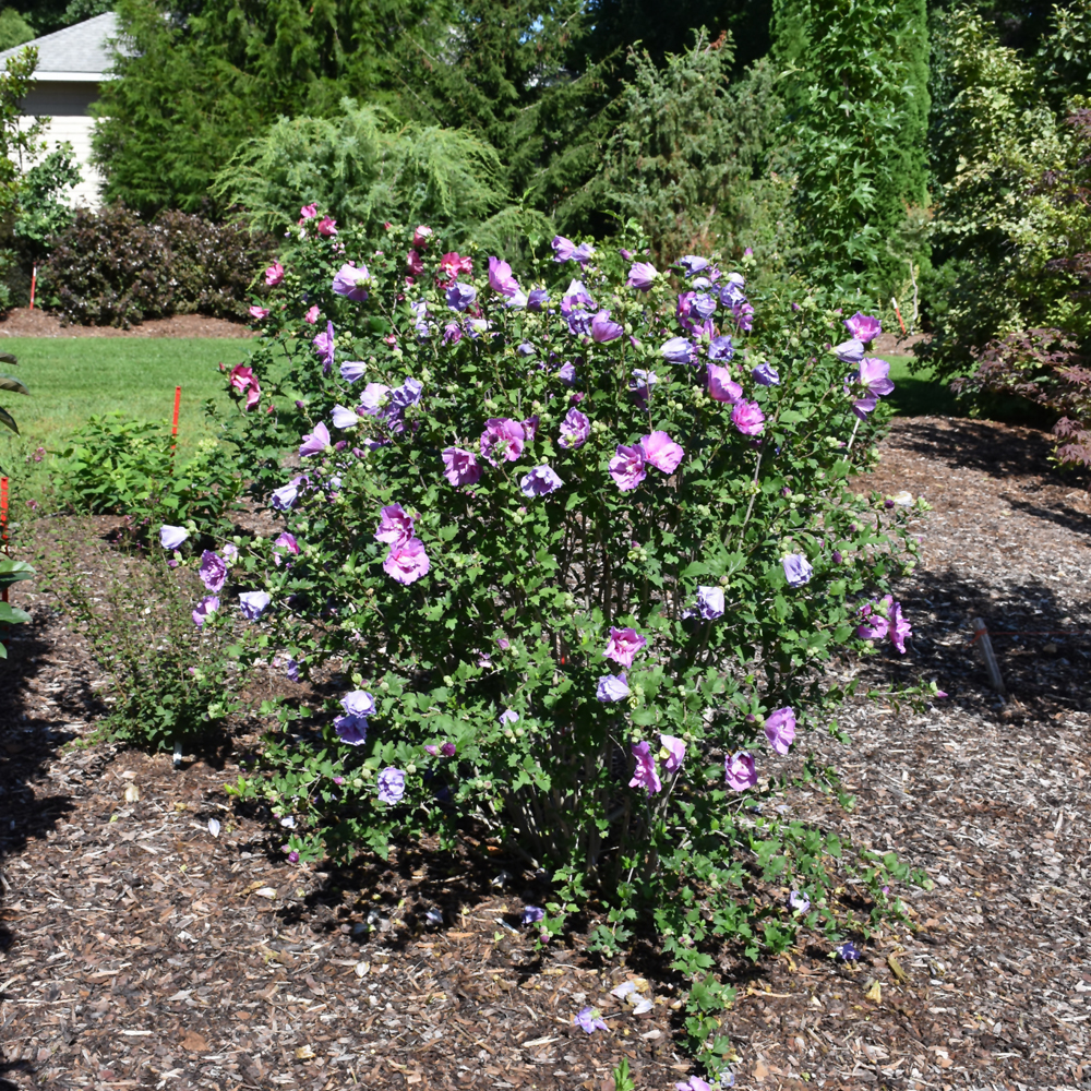 Rose of Sharon – Dark Lavender Chiffon – #3 Container